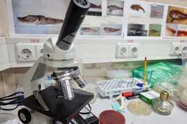 Antarctic Marine Ecosystem Easily Susceptible to Negative Changes By Human Activity