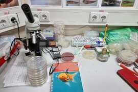 Antarctic Marine Ecosystem Easily Susceptible to Negative Changes By Human Activity