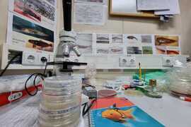 Antarctic Marine Ecosystem Easily Susceptible to Negative Changes By Human Activity