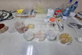 Antarctic Marine Ecosystem Easily Susceptible to Negative Changes By Human Activity