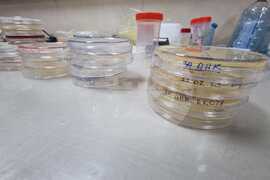 Antarctic Marine Ecosystem Easily Susceptible to Negative Changes By Human Activity