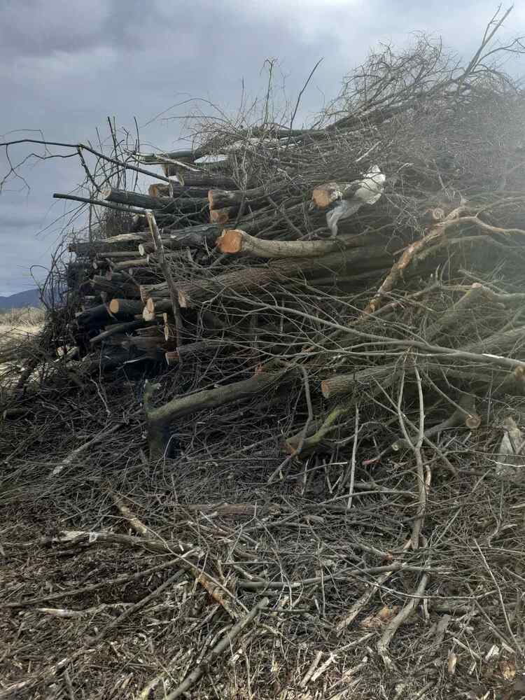 Изпълнителна агенция по горите: Служители от Изпълнителна агенция по горите затвориха склад за преработка и търговия с дървесина в Самоковско