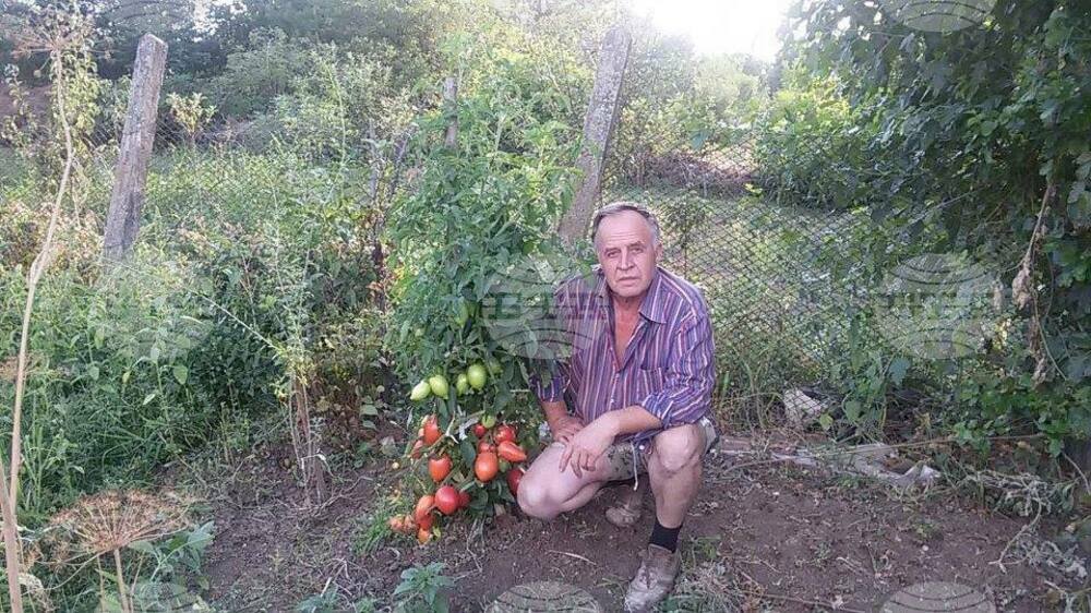 Производител на разсад от с.Чирен възстановява стари български сортове домати