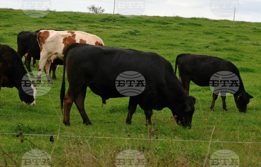 Brucellosis Outbreak Detected on Farm in Southern Village of Benkovski