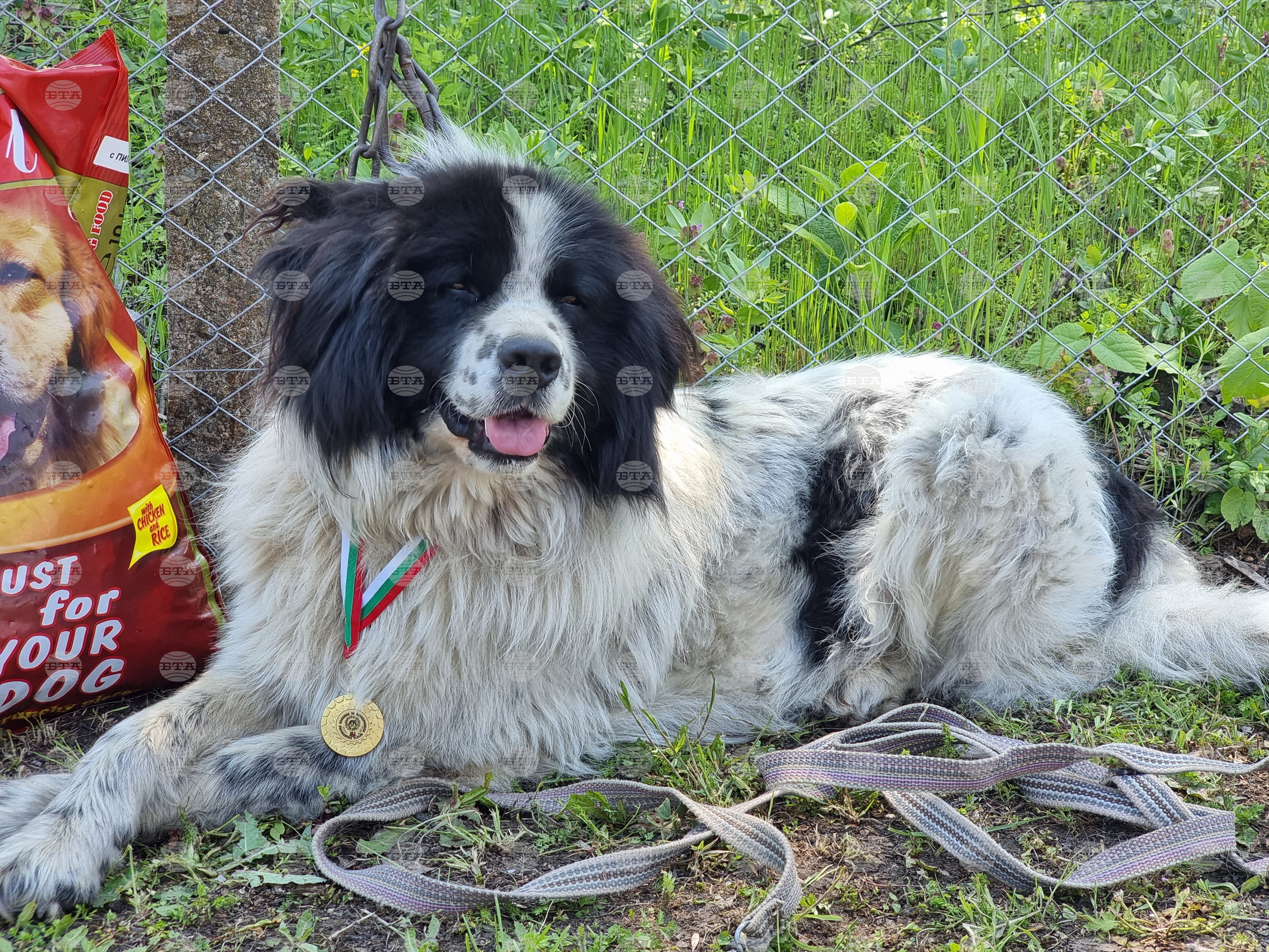 Karakachan sales dog breed