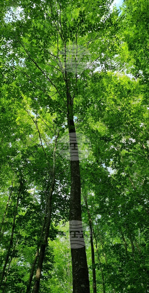 Ruse to Host 21st Congress of Union of European Foresters from September 11 to 14