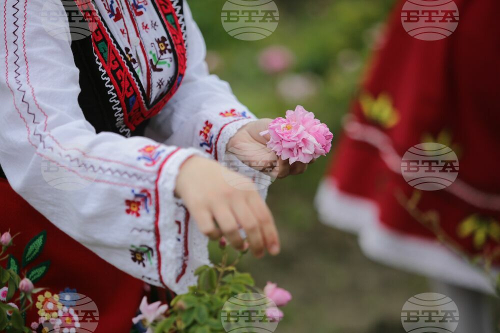 Rozober Rose Picking Rituals near Kazanlak Begin on May 24