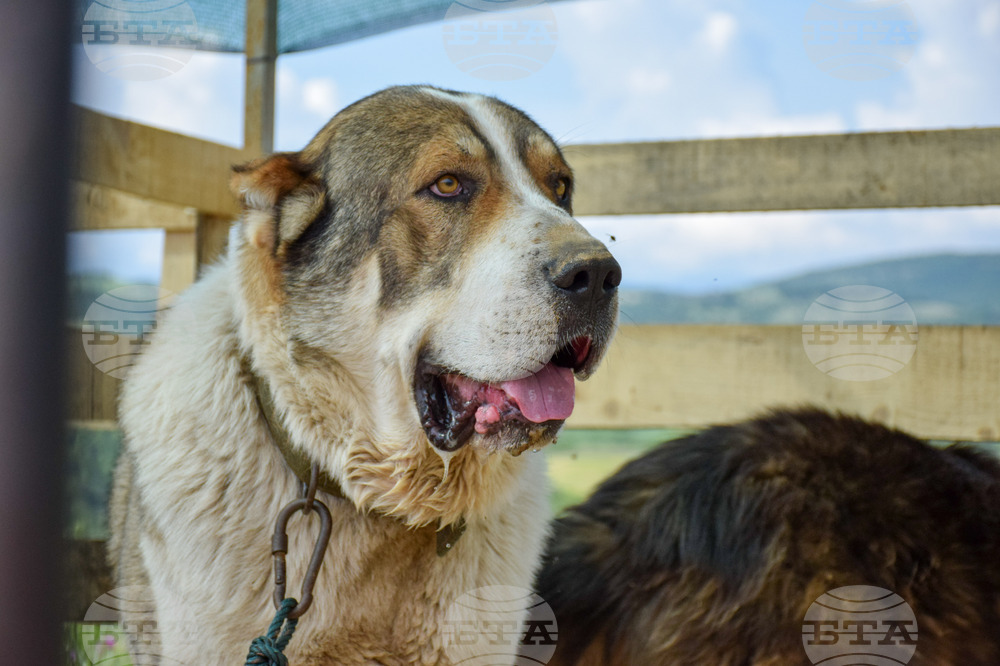 International Dog Day to Be Celebrated with Various Initiatives in Sofia