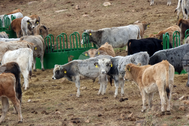 Жена е пострадала при пътен инцидент, причинен от стадо крави в Гурково