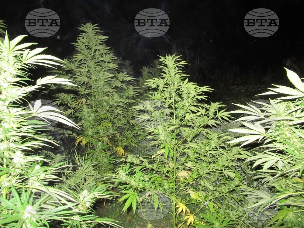 Four People Detained in Ravno Pole, Two People Detained in Thompson for Growing Marijuana