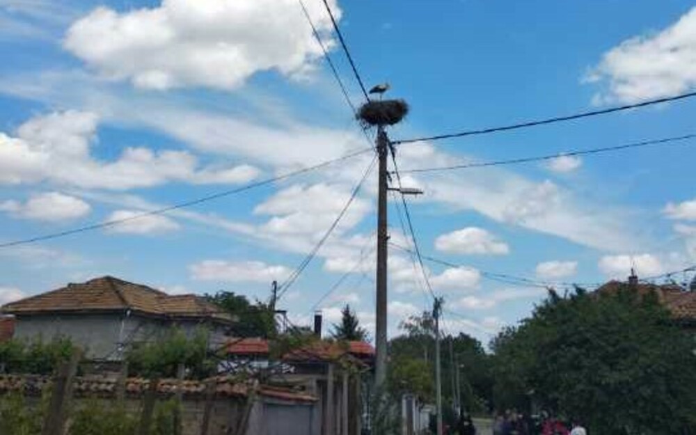 В шуменското село Мараш бяха кръстени семейство щъркели, за които местните хора вярват, че им носят късмет