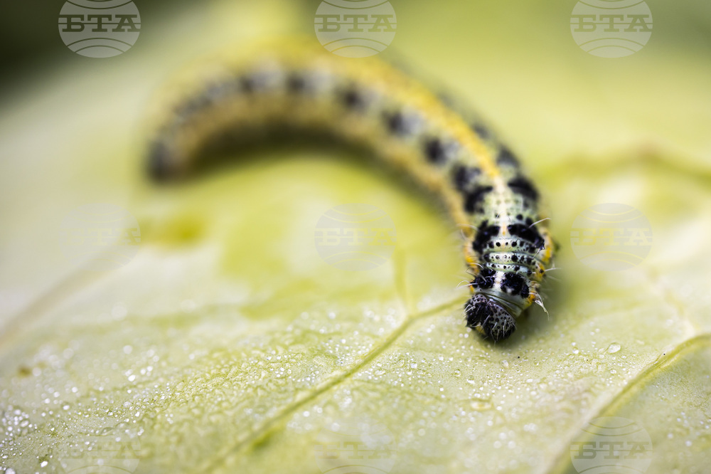 Post - Earthquake Caterpillar Infestation in Turkiye