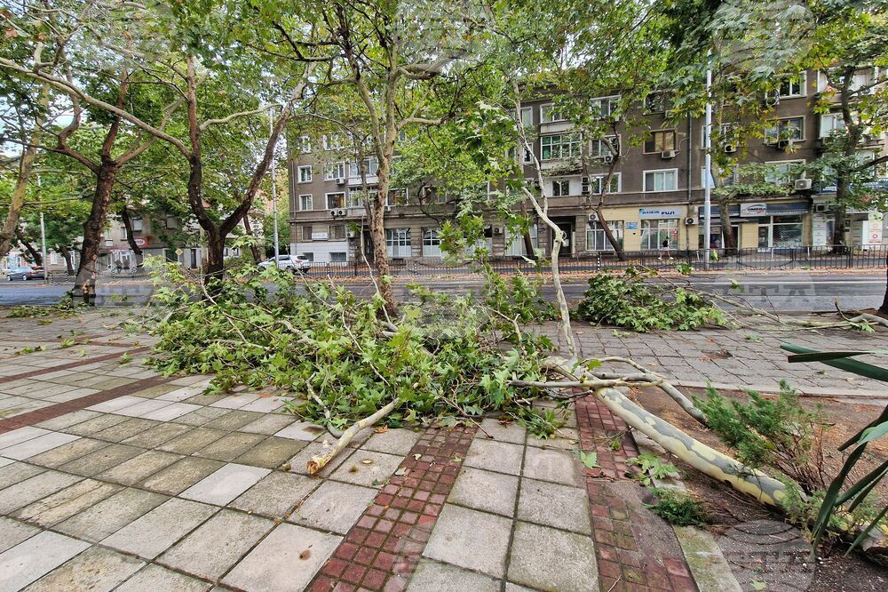 Около 20 сигнала за паднали клони и дървета заради силния вятър са получили аварийните екипи на Столичната община