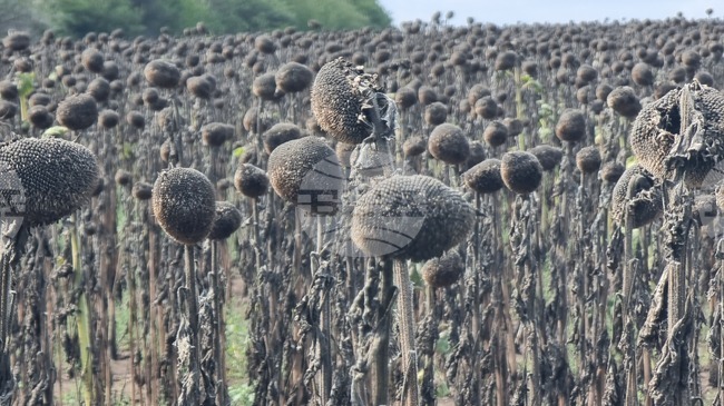 Почти приключи жътвата на слънчогледа в област Добрич, средният добив е 164,3 кг от дка