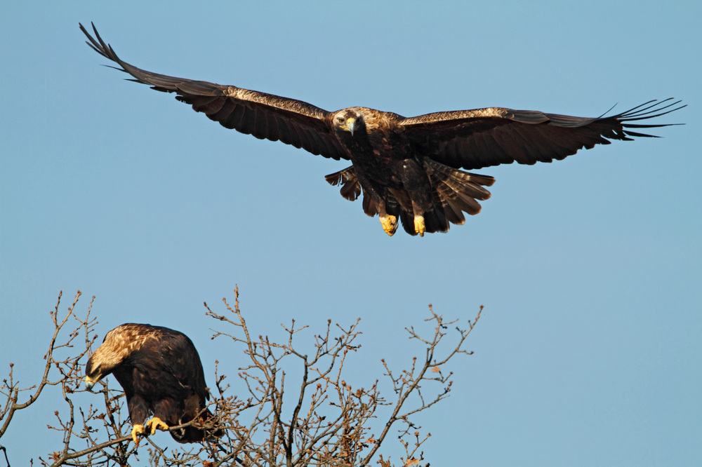 Record-high Number of Imperial Eagles Hatch in Bulgaria This Year
