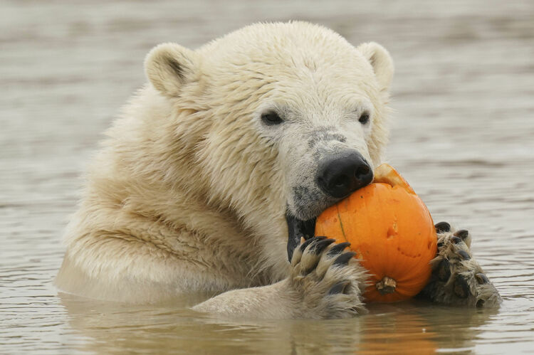 The survival of newborn polar bears at a zoo in Karlsruhe is at great risk